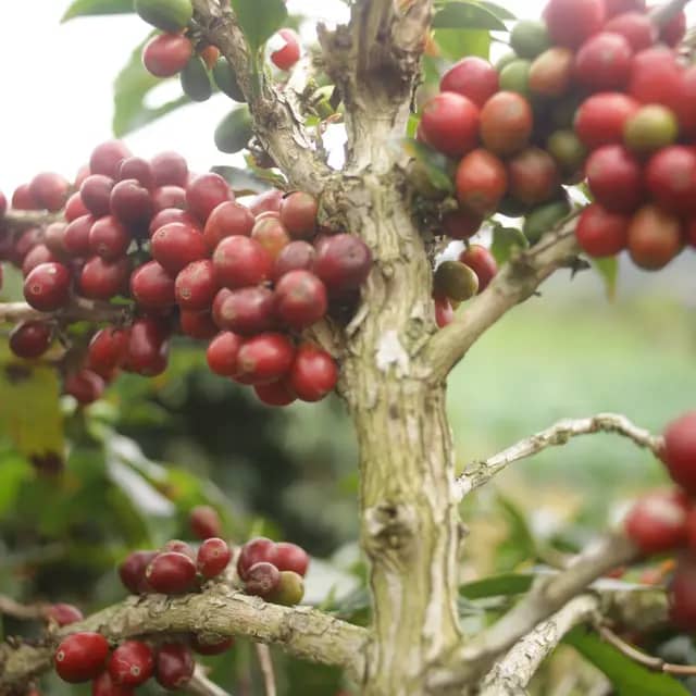 Gayo Sesongot - Anaerobic Natural - Indonesia - 2025