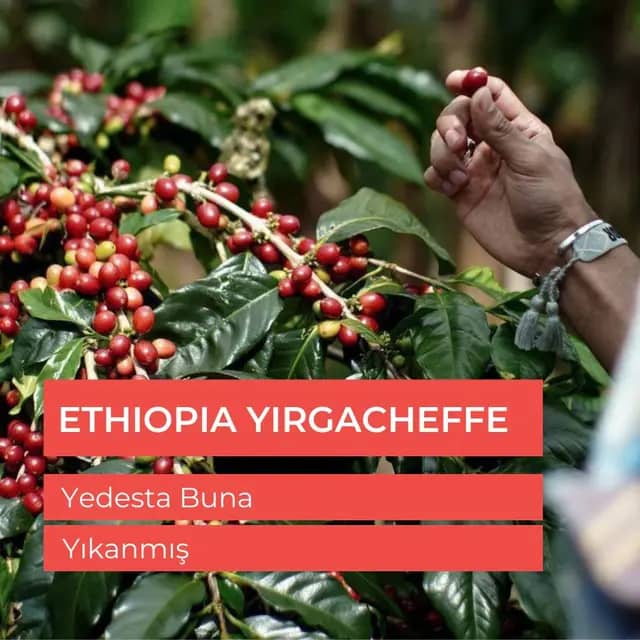 Ethiopia Yirgacheffe Grade 2 Çiğ Yeşil Çekirdek 1kg