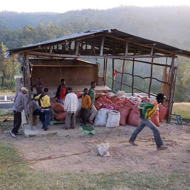 Uraga - Carbonic Maceration - Natural - Ethiopia - 2025