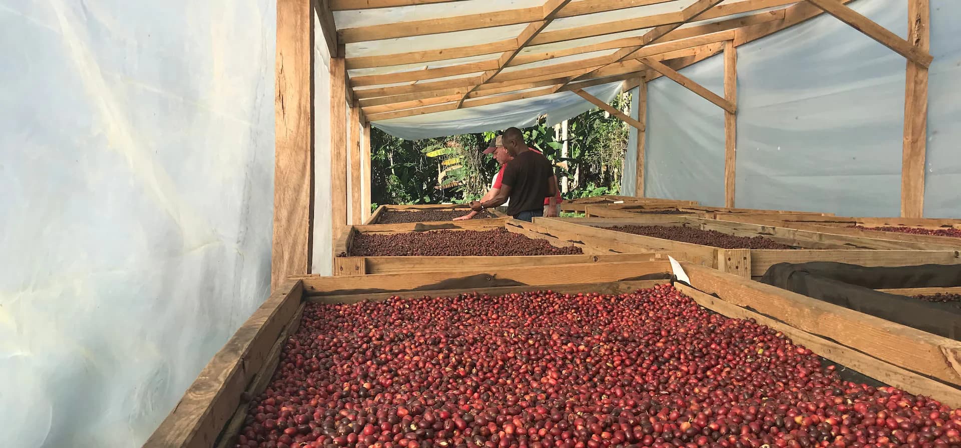 Brasil Dona Nenem - (Espresso - Filtre)