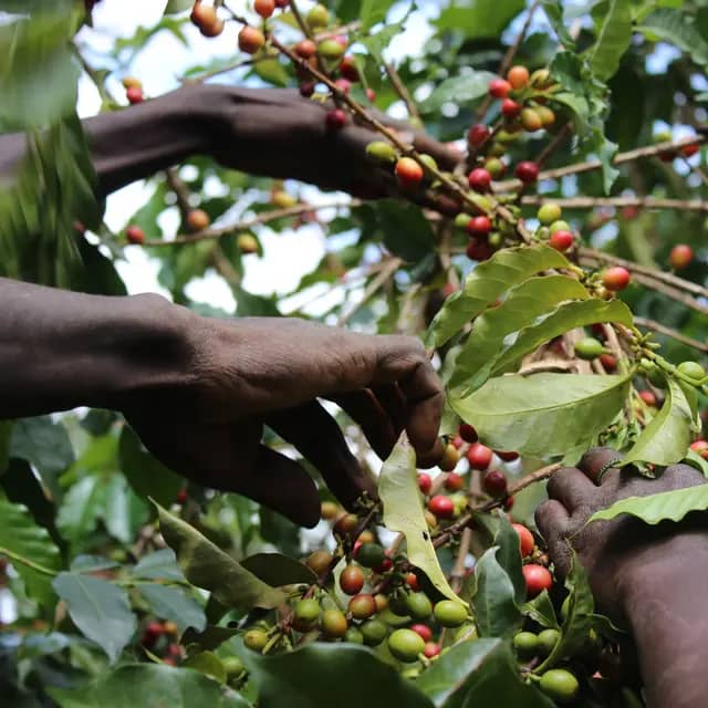 Kii AA - Washed - Kenya - 2025