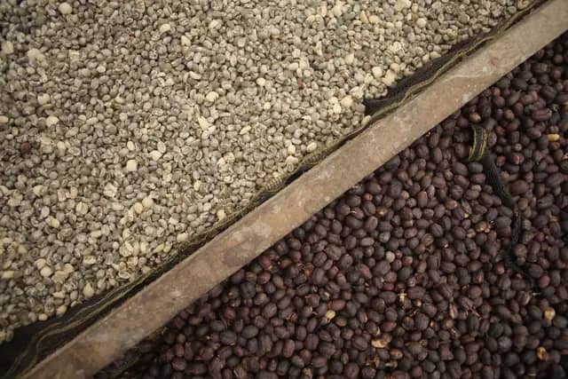Gayo Sesongot - Winey Natural - Indonesia - Filter & Espresso - 2025