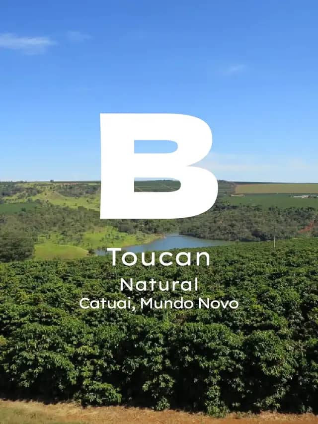 Brezilya Toucan