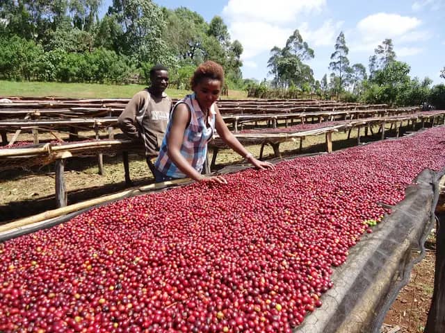 Trophy Blend - Espresso