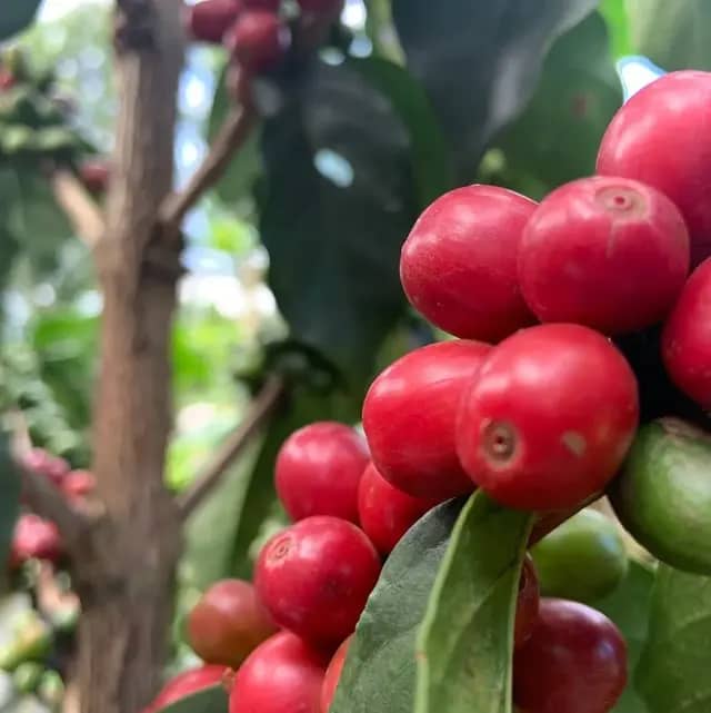 Kiriani Estate AB - Washed - Kenya - 2024