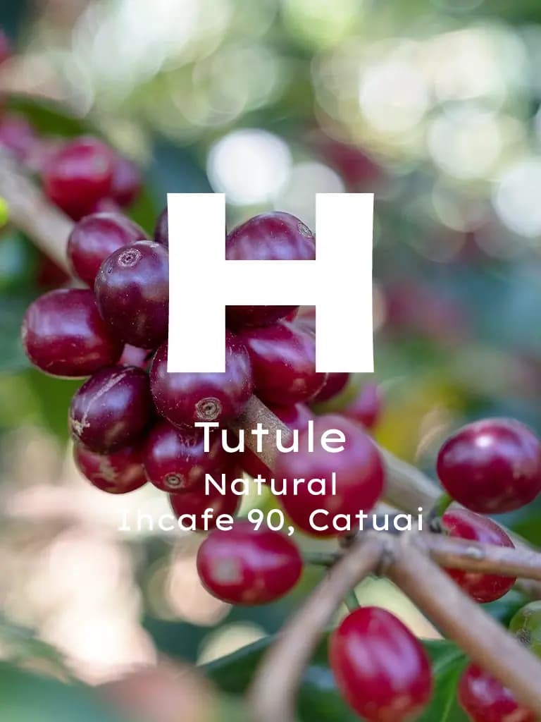 Honduras Tutule