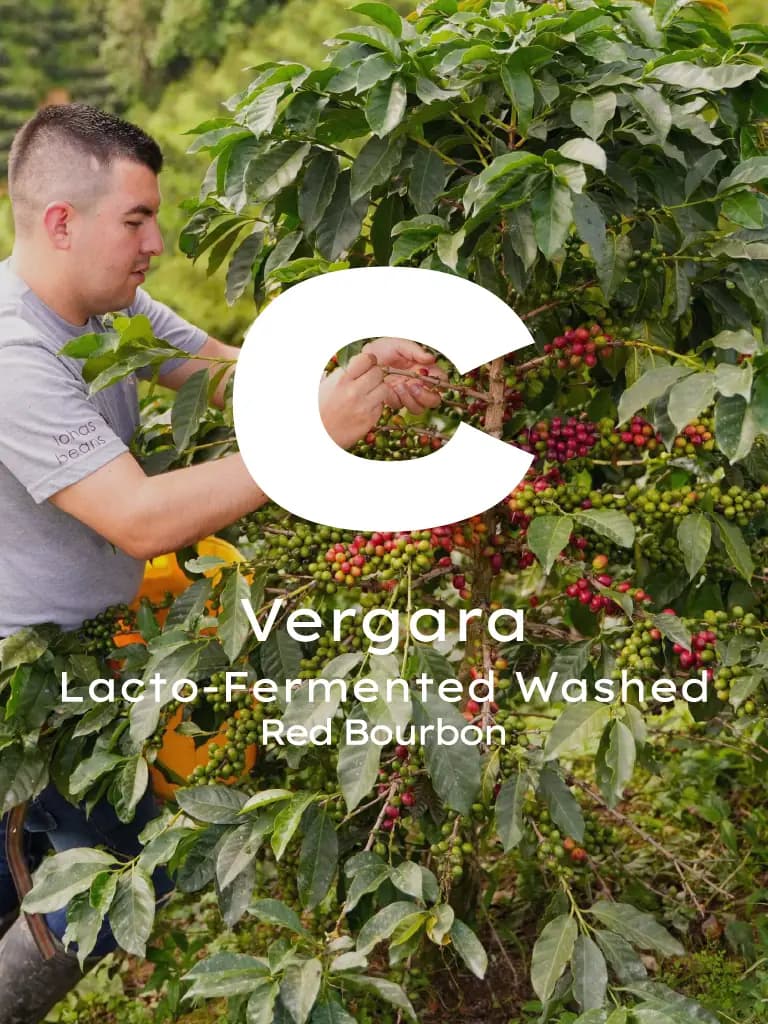 Kolombiya Vergara Red Bourbon